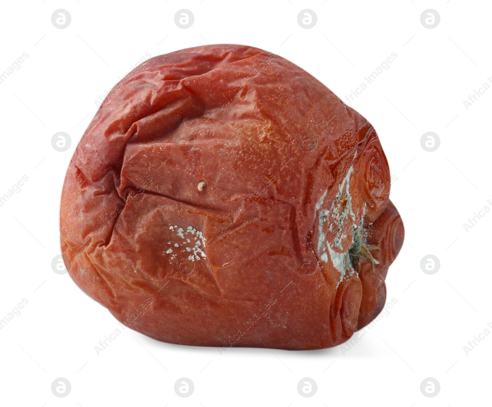 One whole rotten apple isolated on white Photo of One whole rotten apple isolated on white
