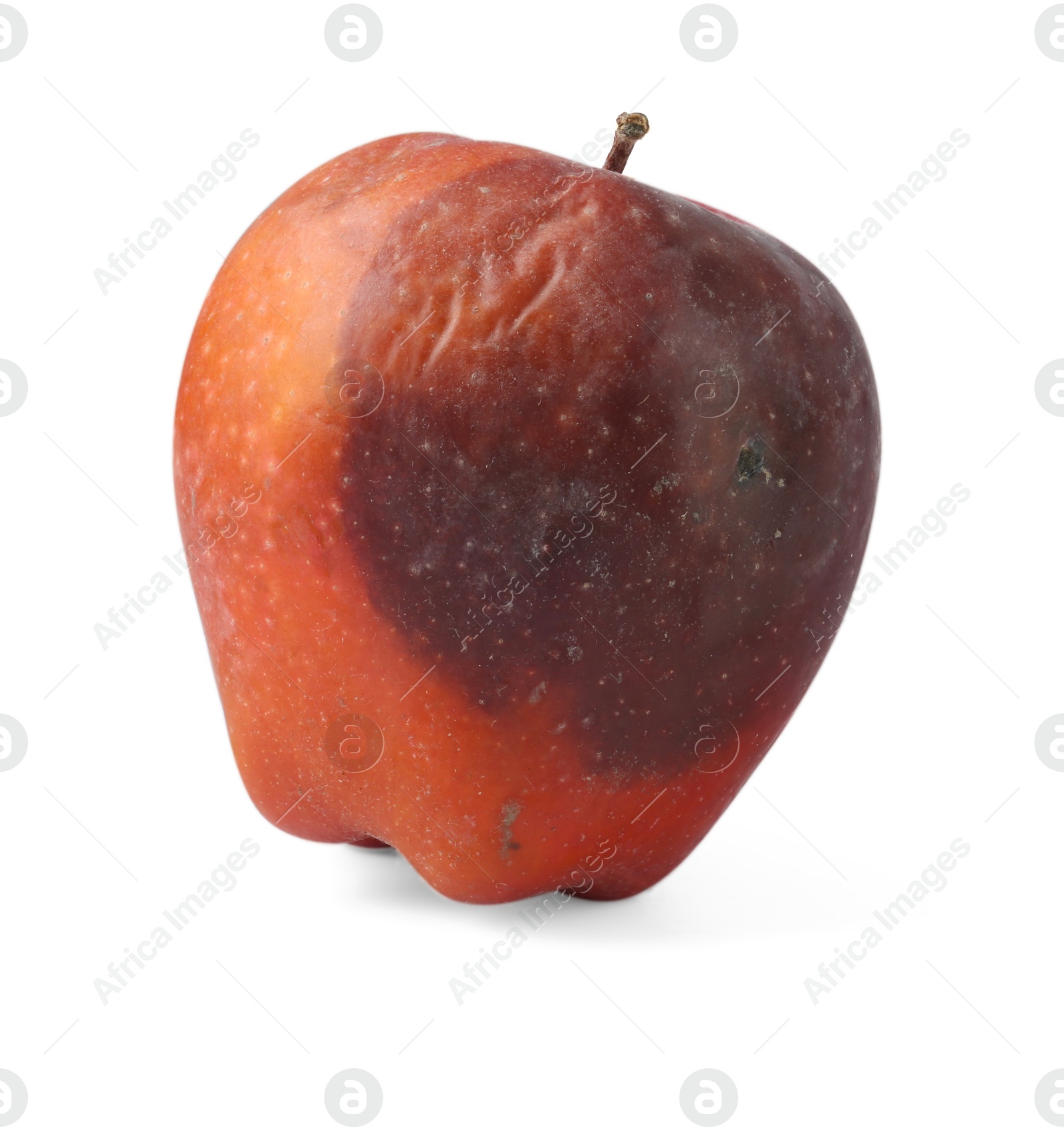 One whole rotten apple isolated on white Photo of One whole rotten apple isolated on white