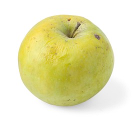 Photo of One whole rotten apple isolated on white