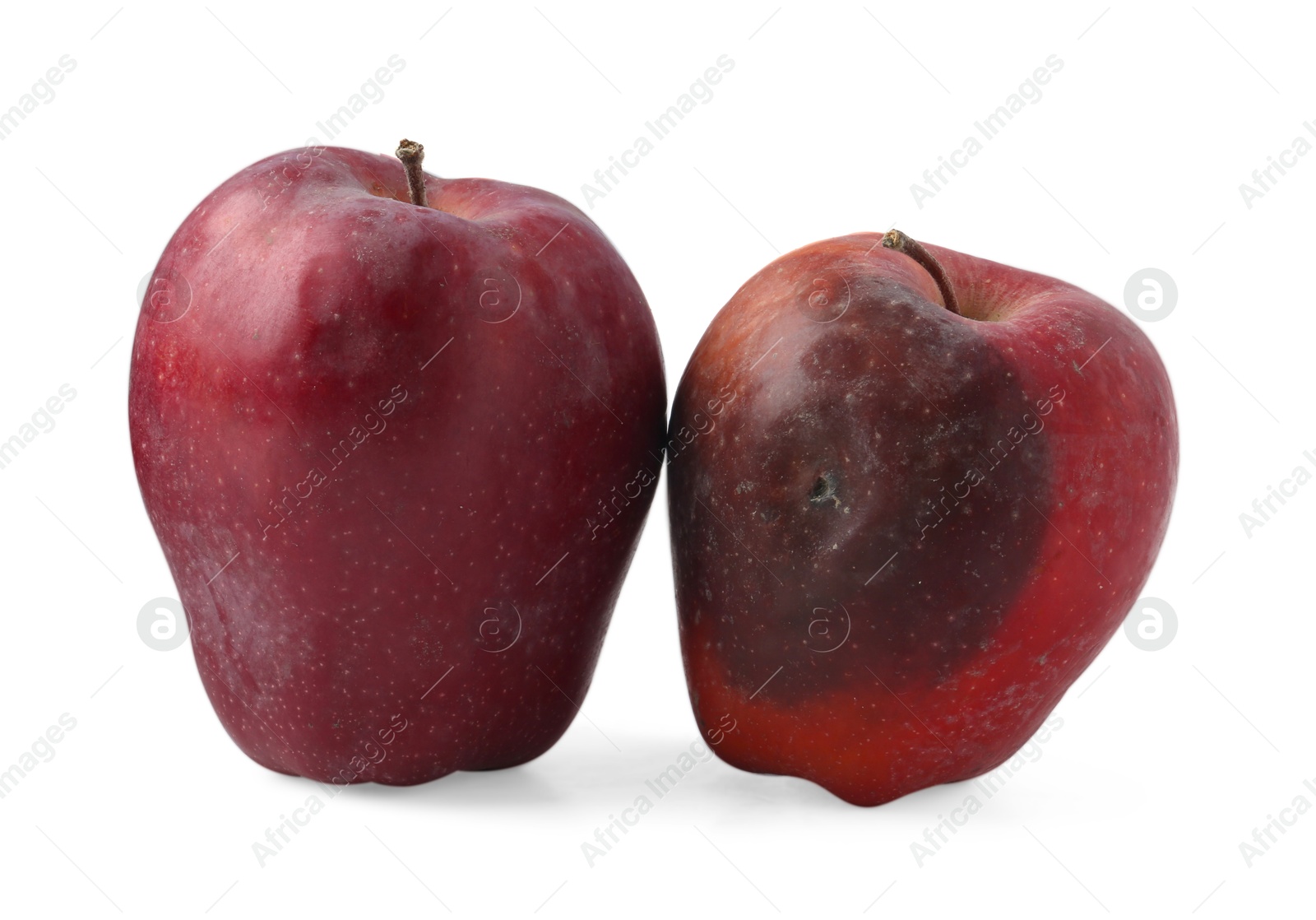 Whole rotten apple and healthy one isolated on white Photo of Whole rotten apple and healthy one isolated on white