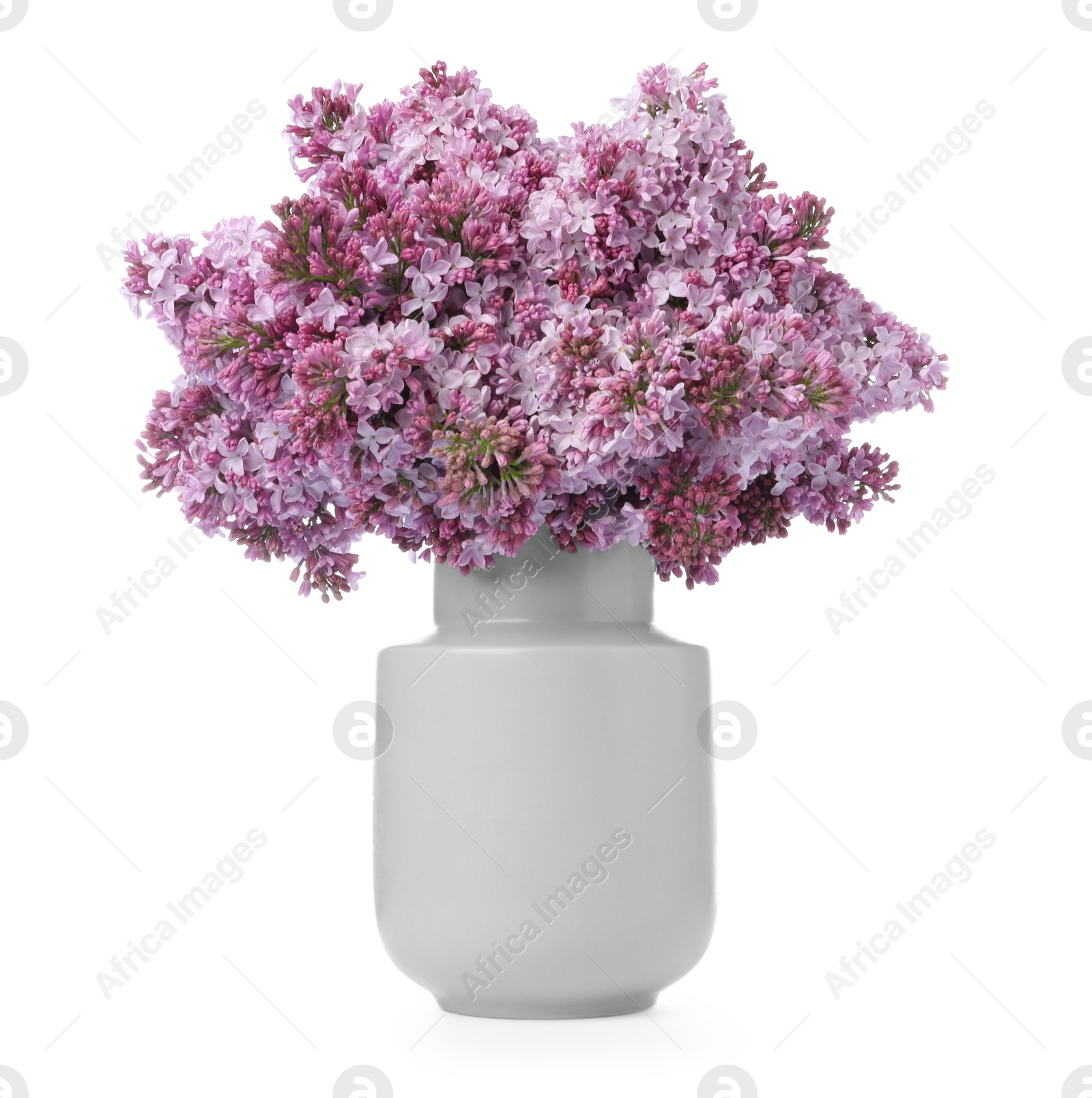 Branches with beautiful lilac flowers in vase isolated on white Photo of Branches with beautiful lilac flowers in vase isolated on white