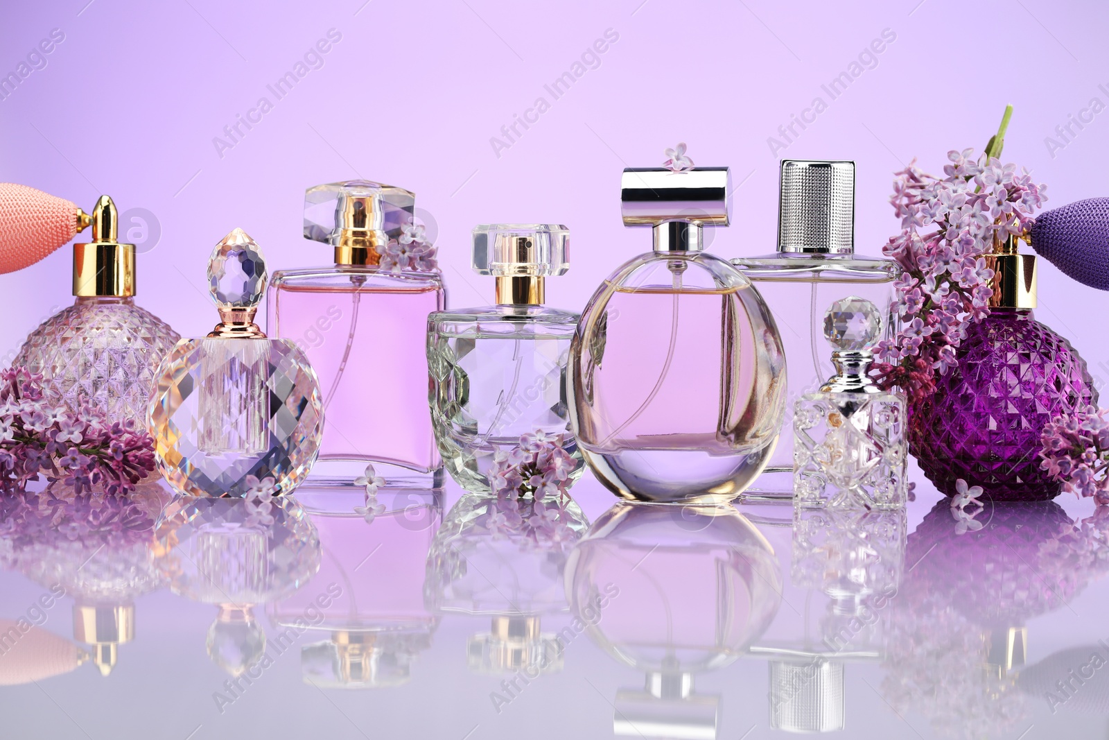 Bottles of perfume and lilac flowers on mirror surface against violet background Photo of Bottles of perfume and lilac flowers on mirror surface against violet background
