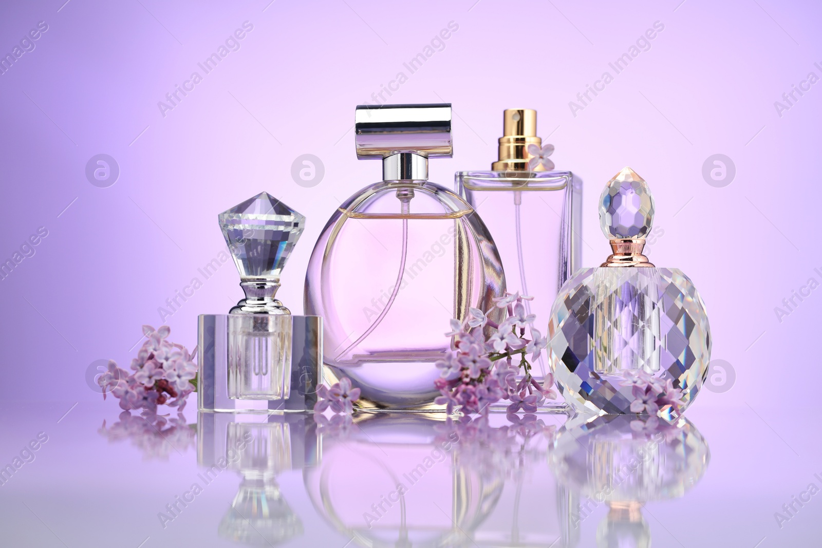 Bottles of perfume and lilac flowers on mirror surface against violet gradient background Photo of Bottles of perfume and lilac flowers on mirror surface against violet gradient background