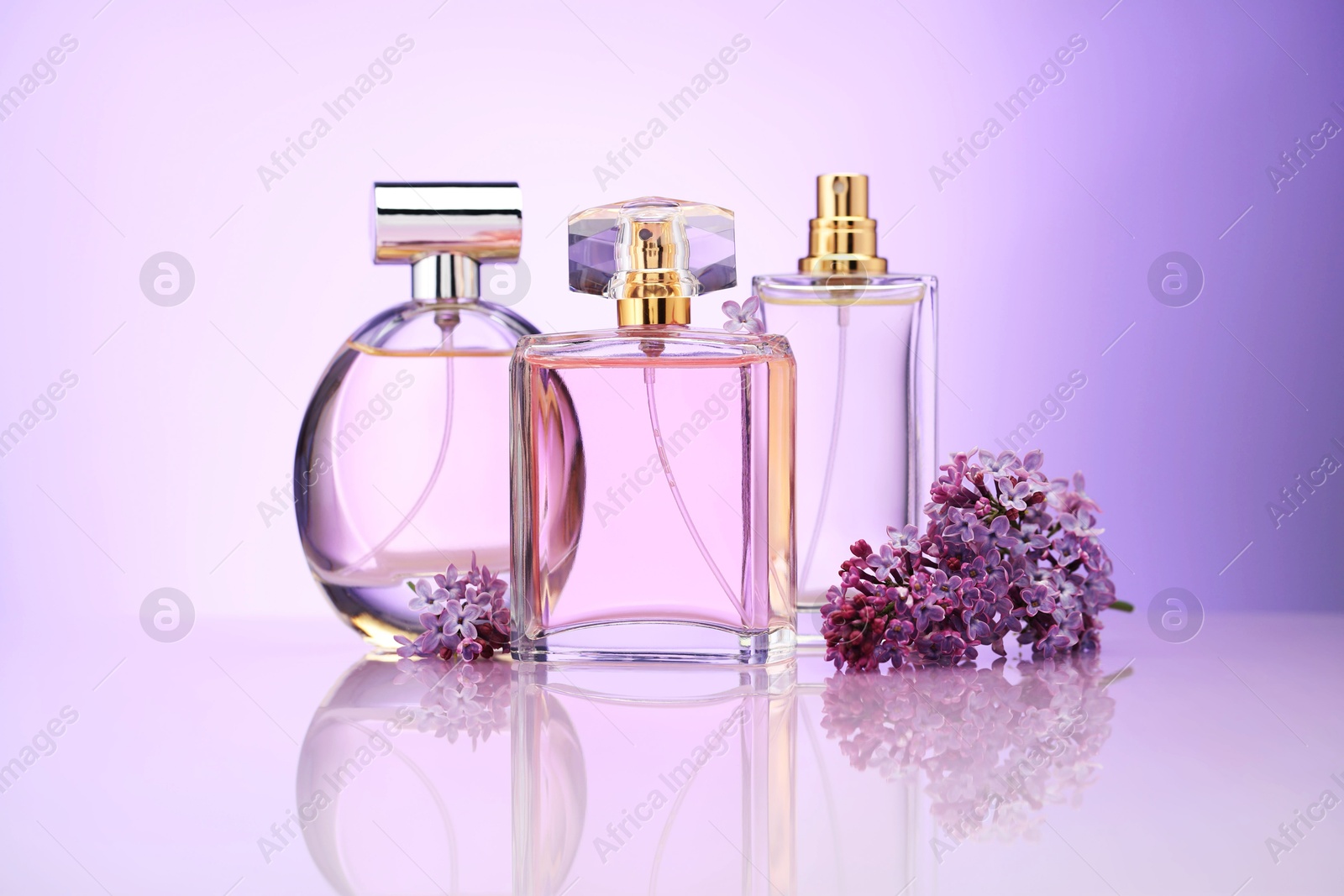 Bottles of perfume and lilac flowers on mirror surface against violet gradient background Photo of Bottles of perfume and lilac flowers on mirror surface against violet gradient background