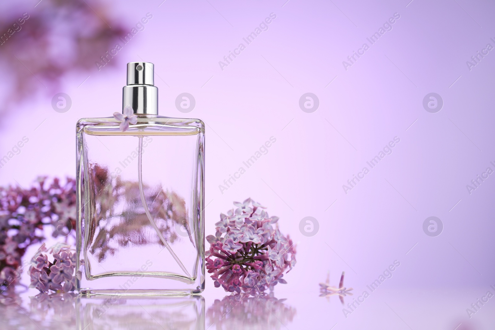 Bottle of perfume and lilac flowers on mirror surface against violet gradient background, selective focus. Space for text Photo of Bottle of perfume and lilac flowers on mirror surface against violet gradient background, selective focus. Space for text