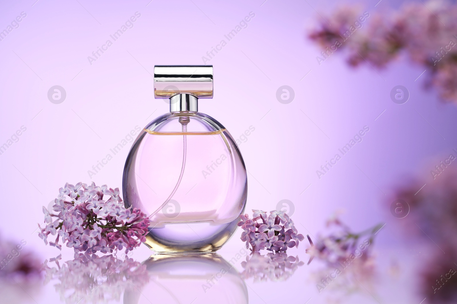 Bottle of perfume and lilac flowers on mirror surface against violet gradient background, selective focus Photo of Bottle of perfume and lilac flowers on mirror surface against violet gradient background, selective focus