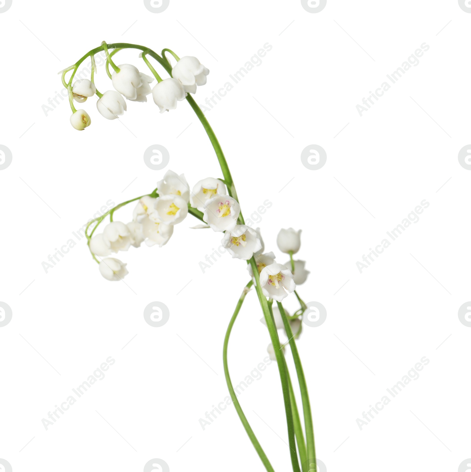Beautiful fragrant lily-of-the-valley flowers isolated on white Photo of Beautiful fragrant lily-of-the-valley flowers isolated on white