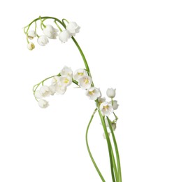 Photo of Beautiful fragrant lily-of-the-valley flowers isolated on white