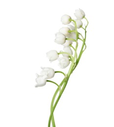 Photo of Beautiful fragrant lily-of-the-valley flowers isolated on white