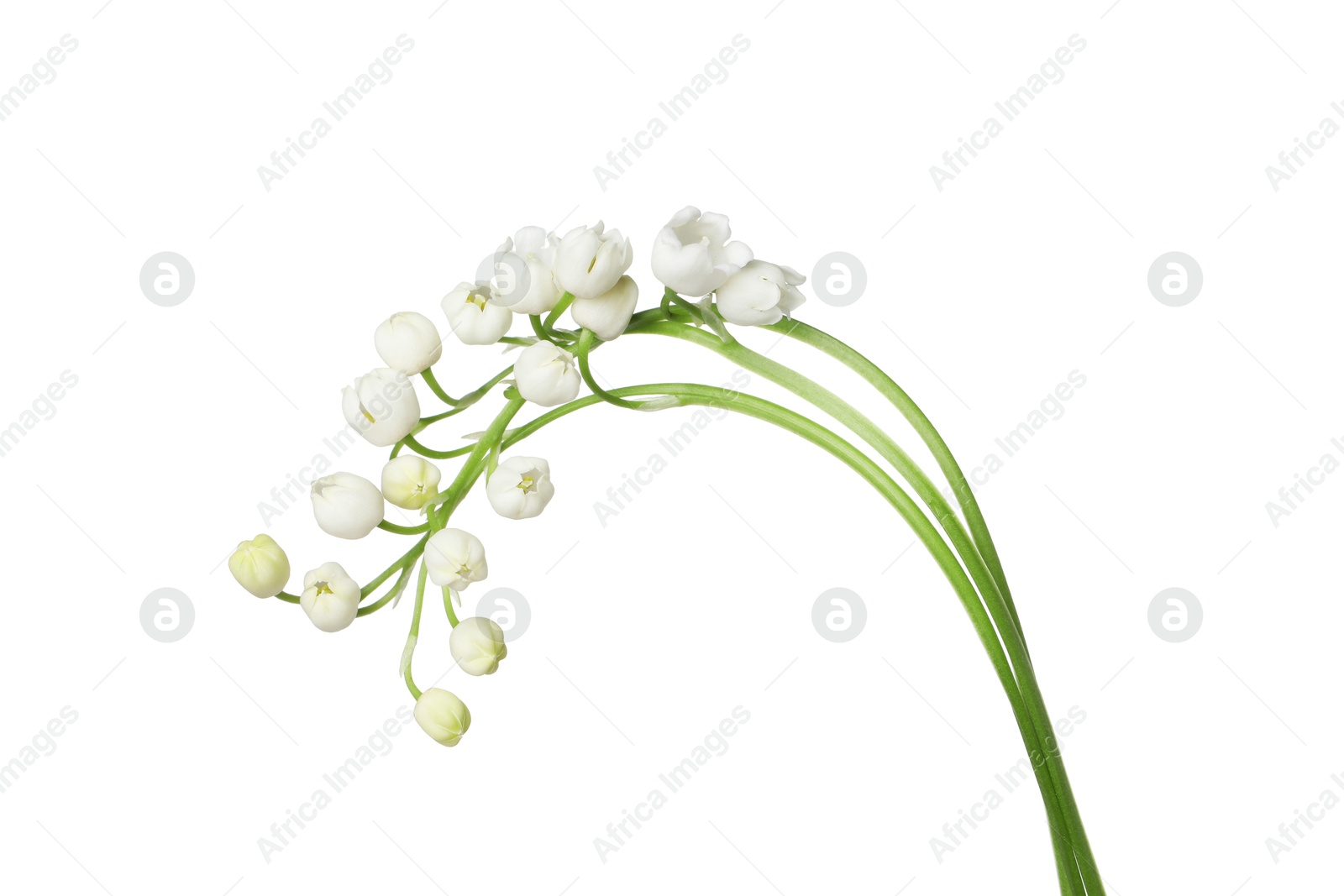 Beautiful fragrant lily-of-the-valley flowers isolated on white Photo of Beautiful fragrant lily-of-the-valley flowers isolated on white