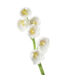 Photo of Beautiful fragrant lily-of-the-valley flowers isolated on white