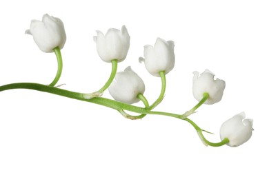Photo of Beautiful fragrant lily-of-the-valley flowers isolated on white