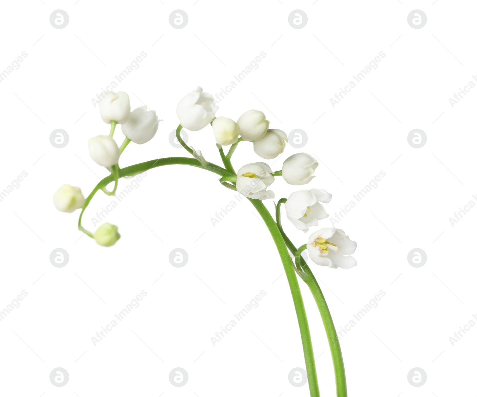 Beautiful fragrant lily-of-the-valley flowers isolated on white Photo of Beautiful fragrant lily-of-the-valley flowers isolated on white