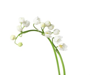 Photo of Beautiful fragrant lily-of-the-valley flowers isolated on white