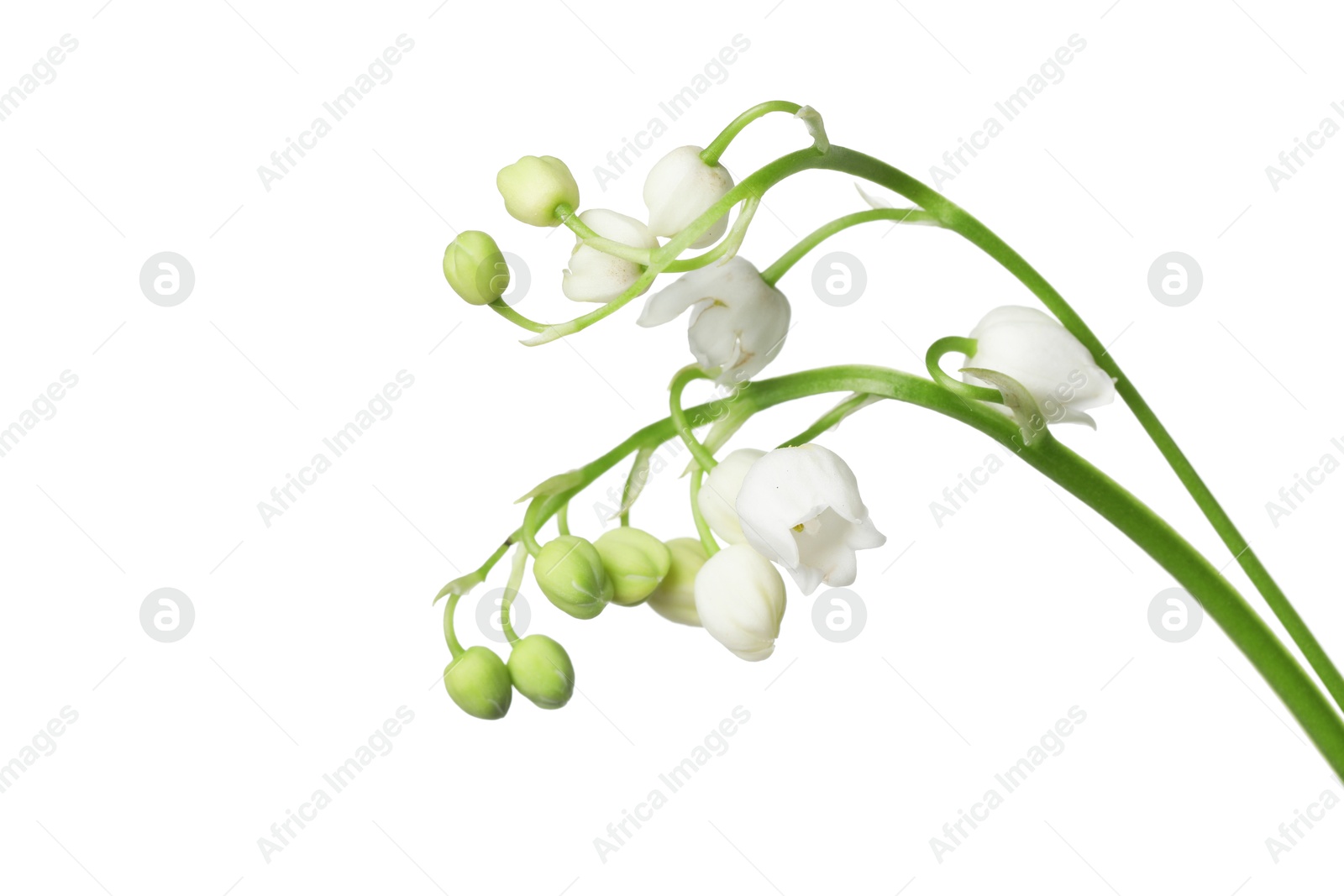 Beautiful fragrant lily-of-the-valley flowers isolated on white Photo of Beautiful fragrant lily-of-the-valley flowers isolated on white