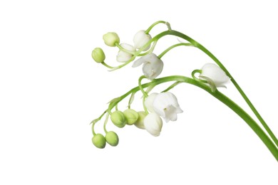 Photo of Beautiful fragrant lily-of-the-valley flowers isolated on white