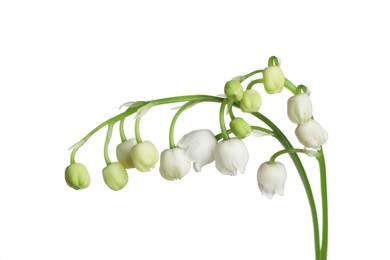 Photo of Beautiful fragrant lily-of-the-valley flowers isolated on white