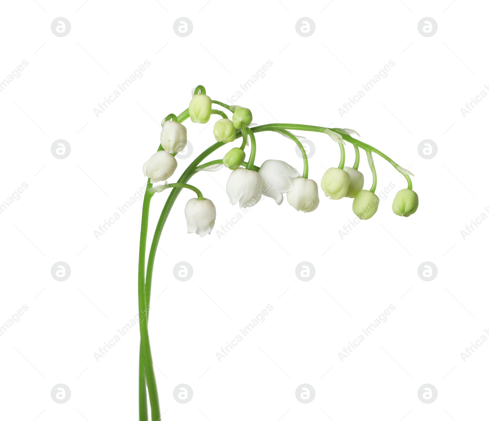 Beautiful fragrant lily-of-the-valley flowers isolated on white Photo of Beautiful fragrant lily-of-the-valley flowers isolated on white