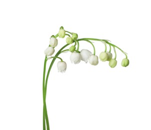 Photo of Beautiful fragrant lily-of-the-valley flowers isolated on white