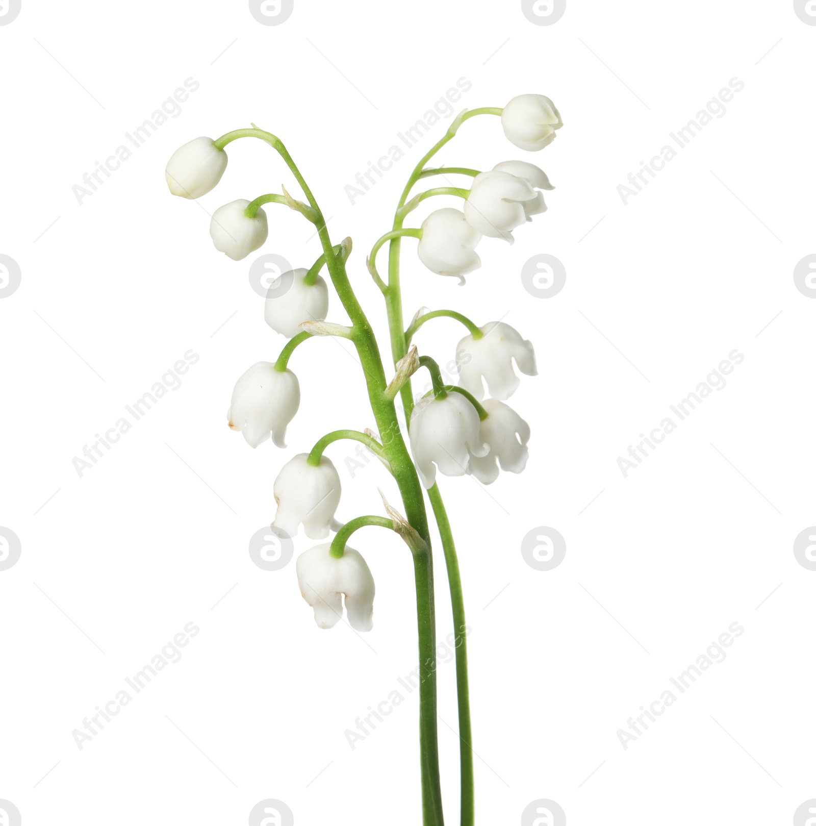 Beautiful fragrant lily-of-the-valley flowers isolated on white Photo of Beautiful fragrant lily-of-the-valley flowers isolated on white
