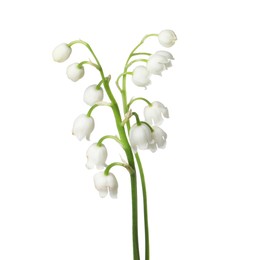 Photo of Beautiful fragrant lily-of-the-valley flowers isolated on white