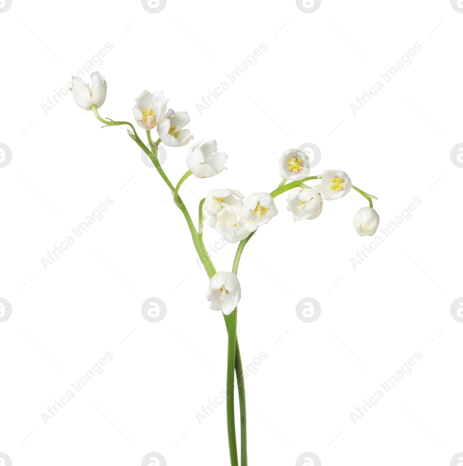 Beautiful fragrant lily-of-the-valley flowers isolated on white Photo of Beautiful fragrant lily-of-the-valley flowers isolated on white