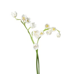 Photo of Beautiful fragrant lily-of-the-valley flowers isolated on white