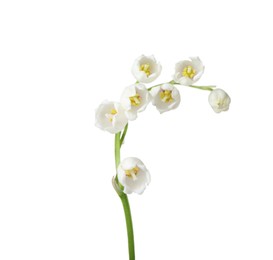 Photo of Beautiful fragrant lily-of-the-valley flowers isolated on white