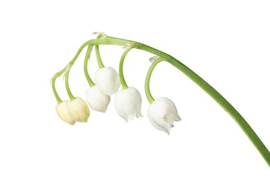 Photo of Beautiful fragrant lily-of-the-valley flowers isolated on white