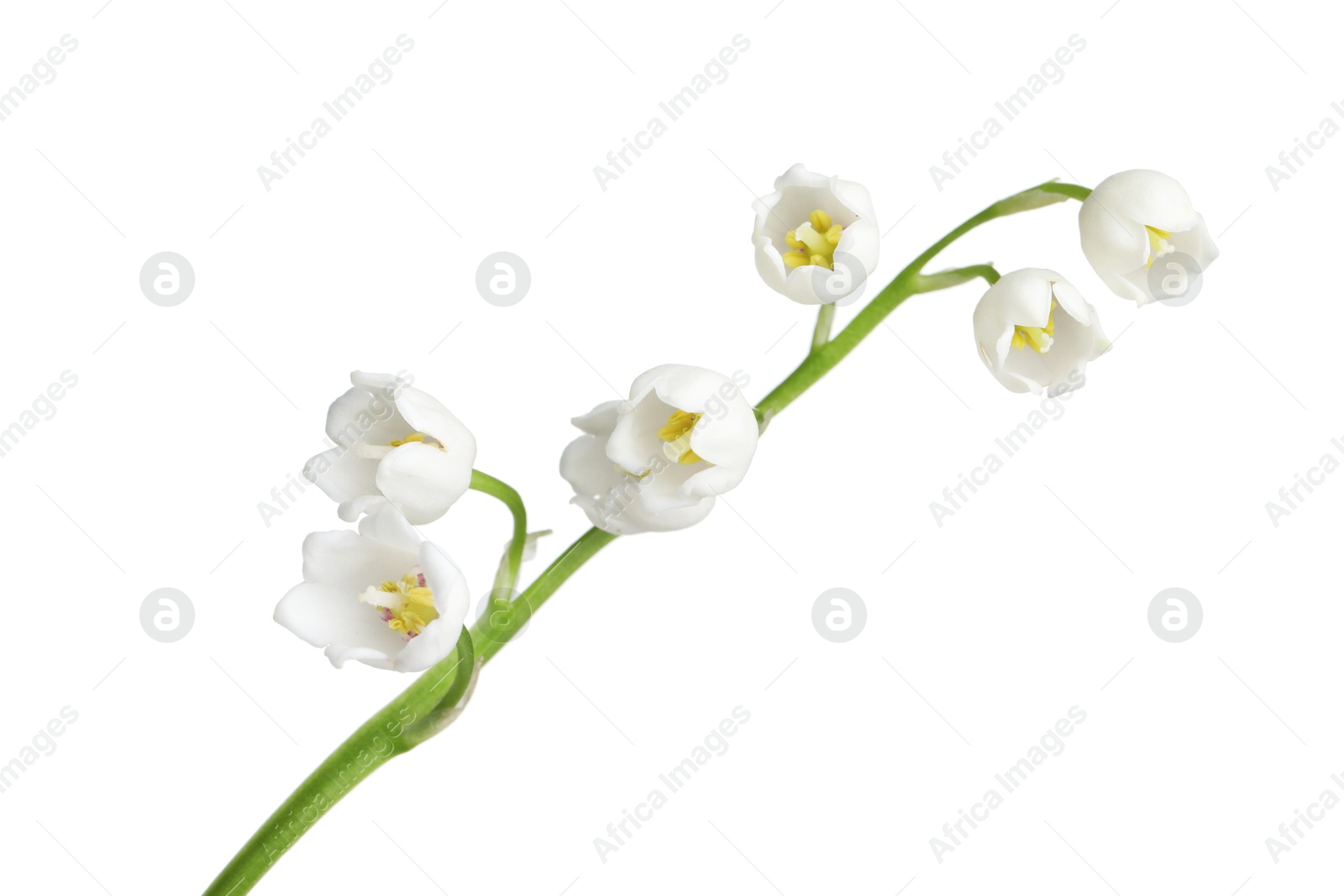 Beautiful fragrant lily-of-the-valley flowers isolated on white Photo of Beautiful fragrant lily-of-the-valley flowers isolated on white