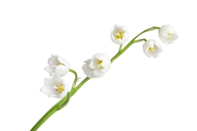 Photo of Beautiful fragrant lily-of-the-valley flowers isolated on white
