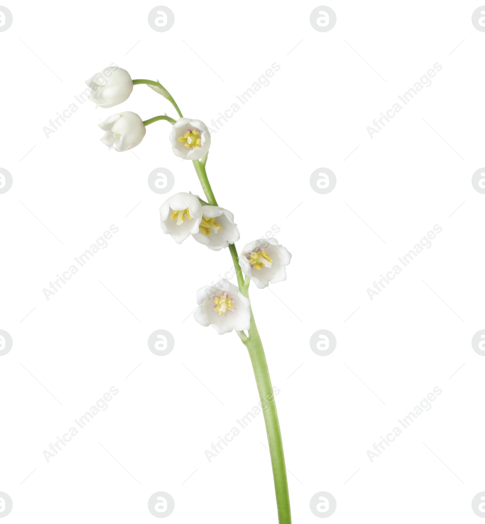 Beautiful fragrant lily-of-the-valley flowers isolated on white Photo of Beautiful fragrant lily-of-the-valley flowers isolated on white