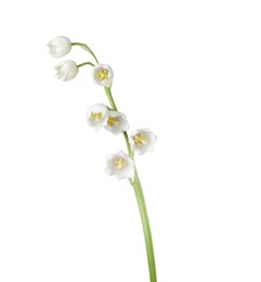Photo of Beautiful fragrant lily-of-the-valley flowers isolated on white
