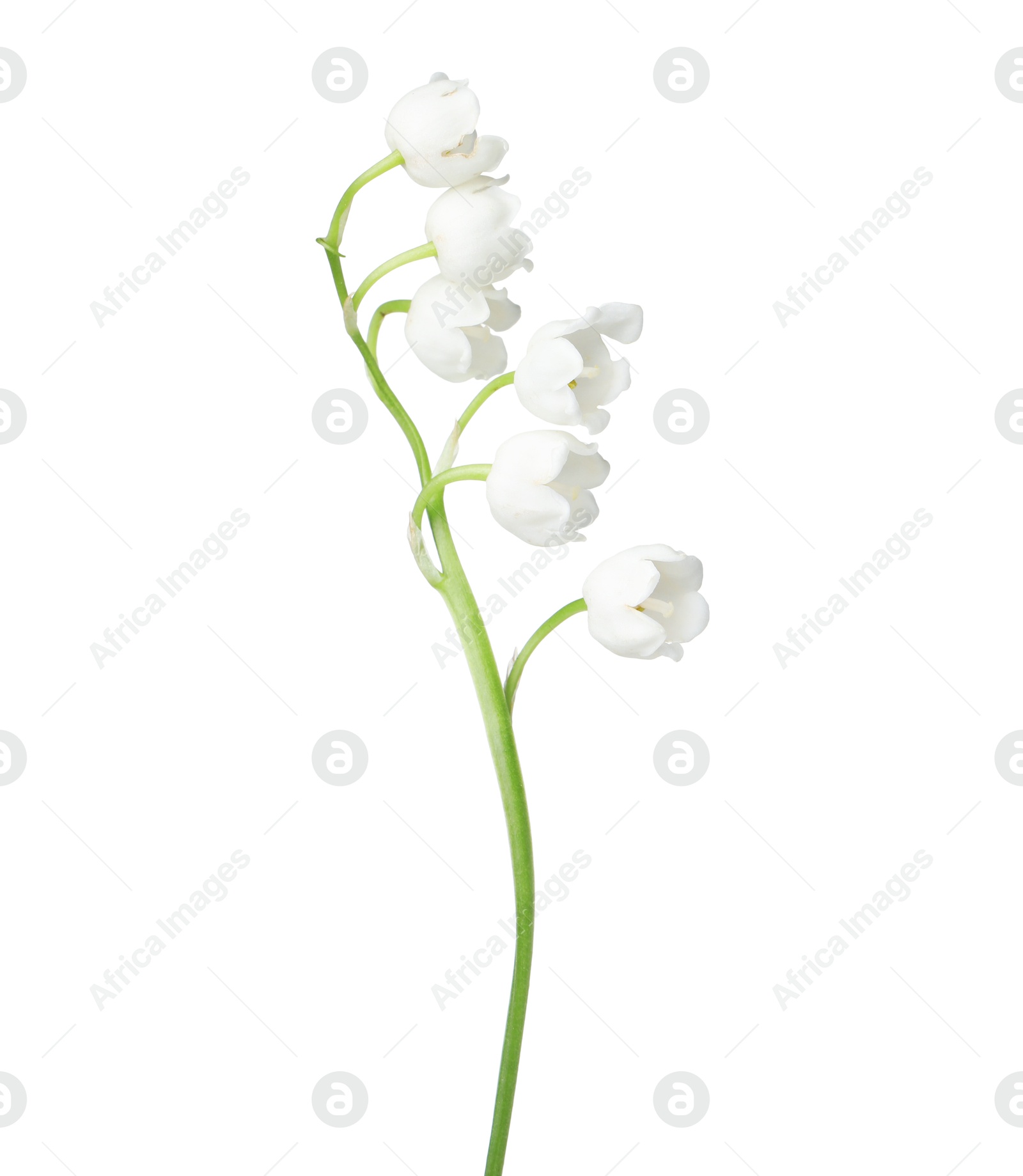 Beautiful fragrant lily-of-the-valley flowers isolated on white Photo of Beautiful fragrant lily-of-the-valley flowers isolated on white