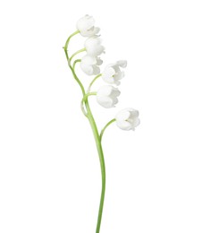 Photo of Beautiful fragrant lily-of-the-valley flowers isolated on white