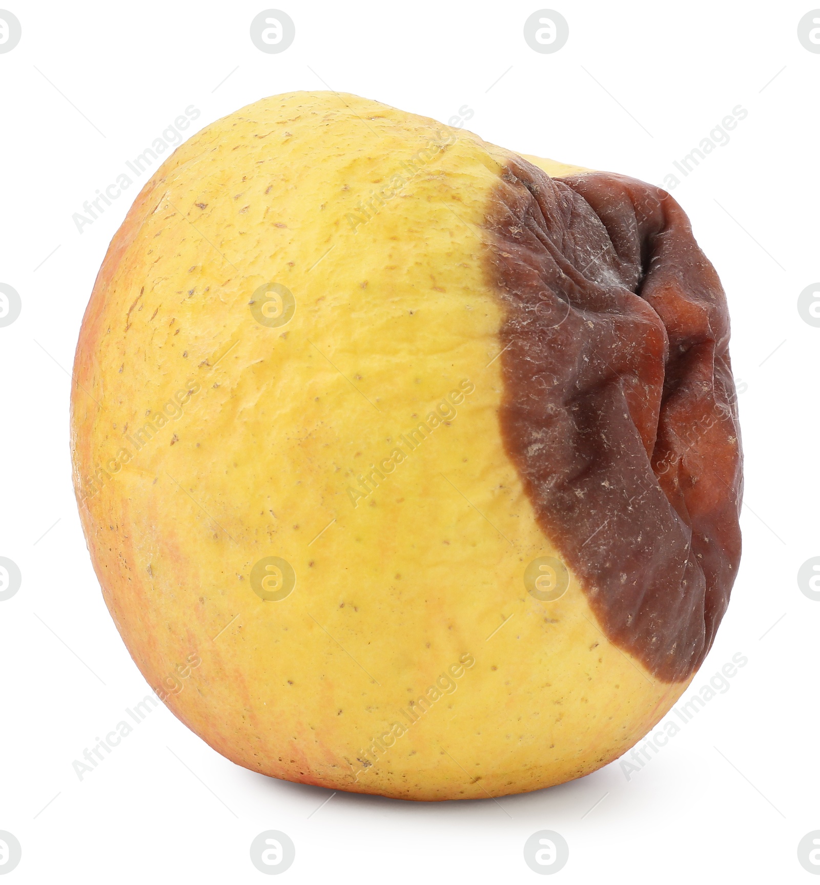 One whole rotten apple isolated on white Photo of One whole rotten apple isolated on white