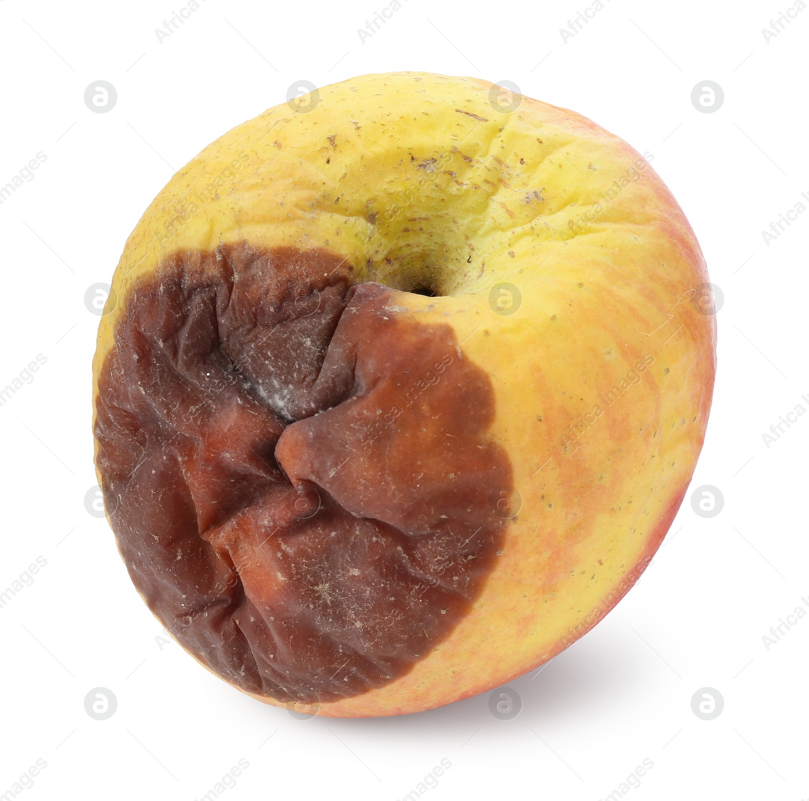 One whole rotten apple isolated on white Photo of One whole rotten apple isolated on white