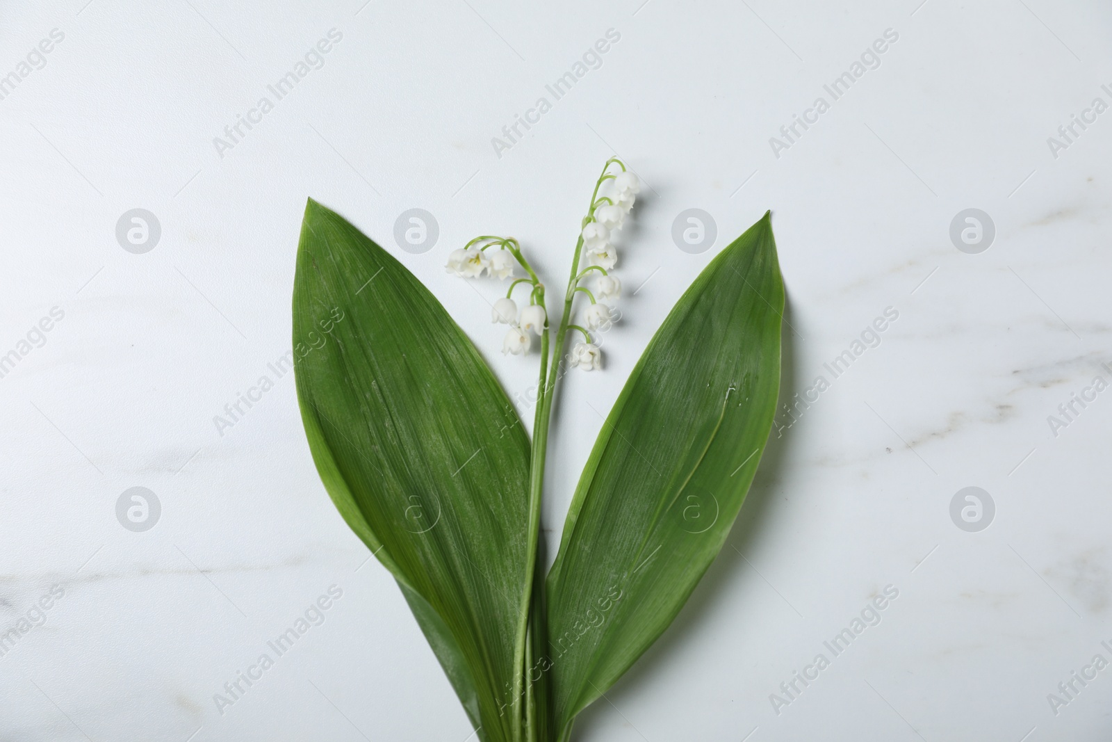 Beautiful lily-of-the-valley flowers on white marble background, top view Photo of Beautiful lily-of-the-valley flowers on white marble background, top view