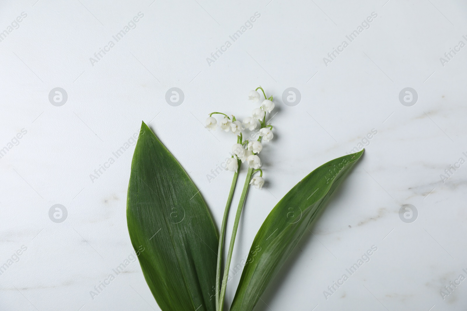 Beautiful lily-of-the-valley flowers on white marble background, top view Photo of Beautiful lily-of-the-valley flowers on white marble background, top view