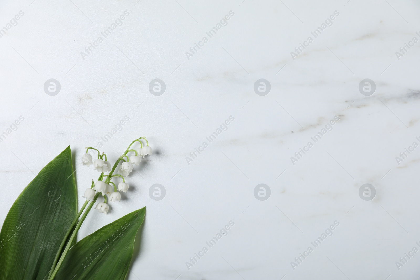Beautiful lily-of-the-valley flowers on white marble background, top view. Space for text Photo of Beautiful lily-of-the-valley flowers on white marble background, top view. Space for text