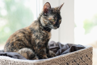Photo of Cute calico kitten in basket on windowsill at home