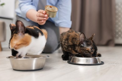 Photo of Woman feeding her cute calico kittens at home, closeup