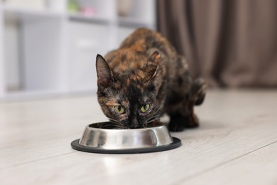 Photo of Cute calico kitten eating pet food from bowl on floor at home, closeup