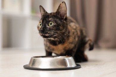 Photo of Cute calico kitten eating pet food from bowl on floor at home, closeup