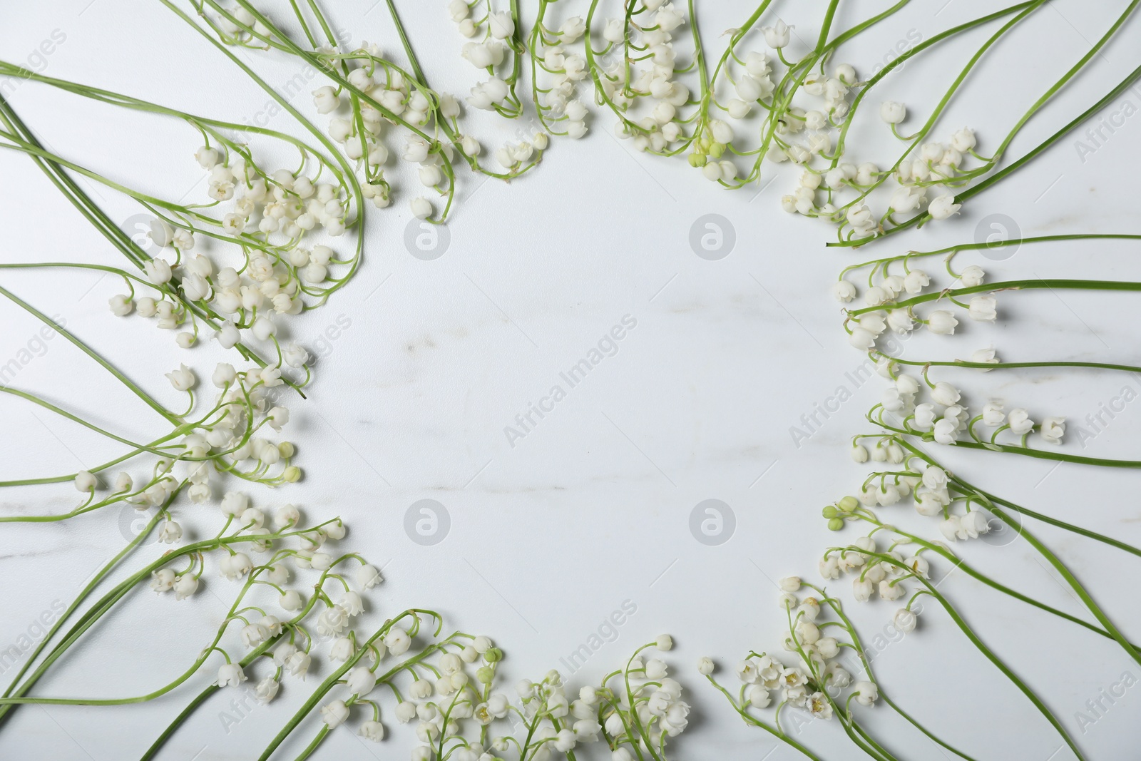 Frame of beautiful lily-of-the-valley flowers on white marble background, flat lay. Space for text Photo of Frame of beautiful lily-of-the-valley flowers on white marble background, flat lay. Space for text