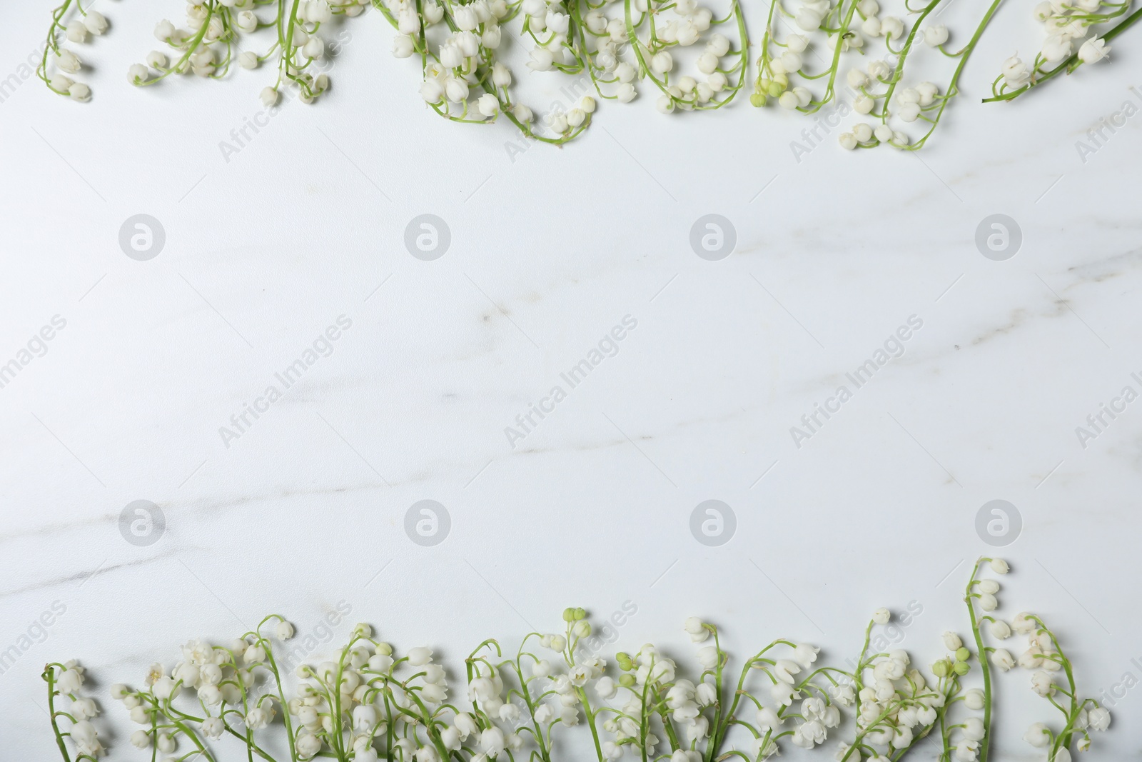 Beautiful lily-of-the-valley flowers on white marble background, flat lay. Space for text Photo of Beautiful lily-of-the-valley flowers on white marble background, flat lay. Space for text