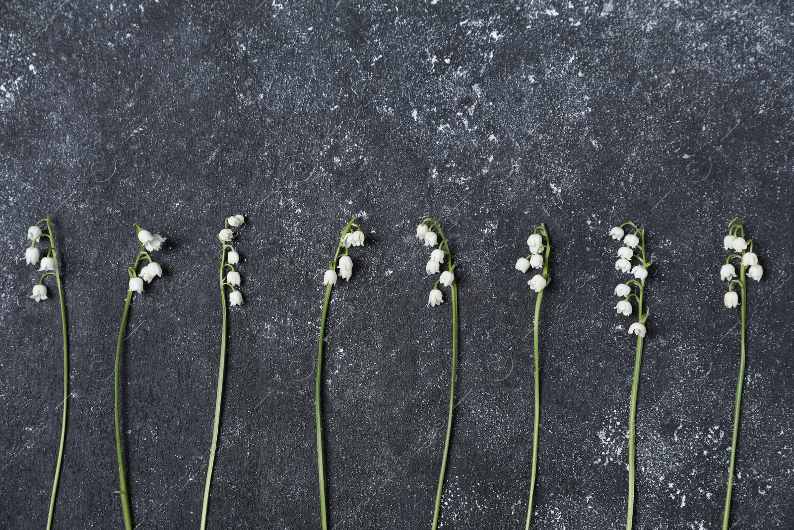 Beautiful lily-of-the-valley flowers on black textured background, flat lay. Space for text Photo of Beautiful lily-of-the-valley flowers on black textured background, flat lay. Space for text