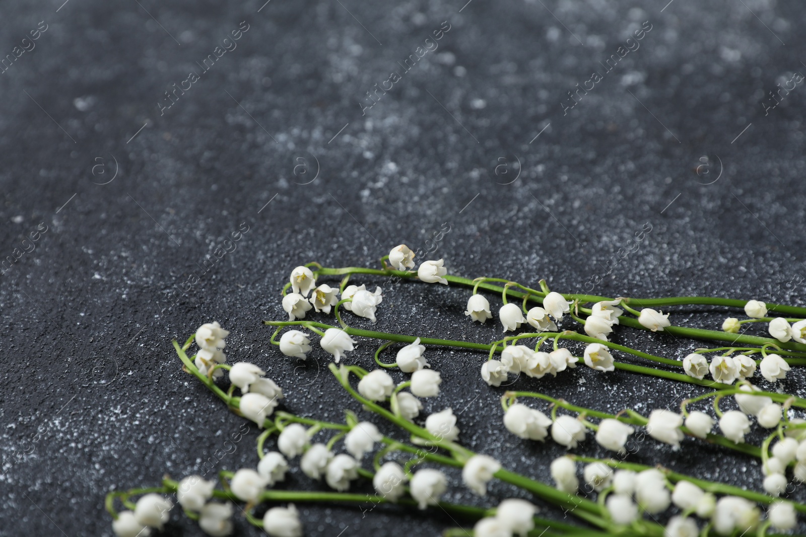 Beautiful lily-of-the-valley flowers on black textured background, closeup. Space for text Photo of Beautiful lily-of-the-valley flowers on black textured background, closeup. Space for text