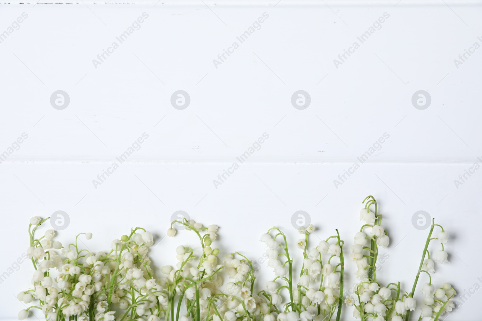 Beautiful lily-of-the-valley flowers on white wooden background, flat lay. Space for text Photo of Beautiful lily-of-the-valley flowers on white wooden background, flat lay. Space for text