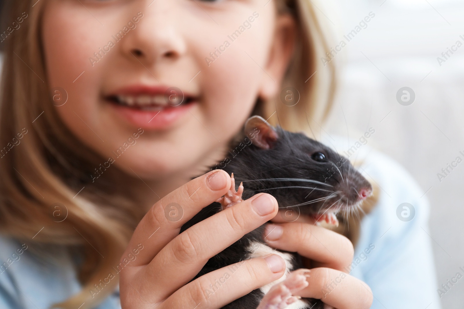 Photo of Little girl with cute black rat on sofa at home, closeup